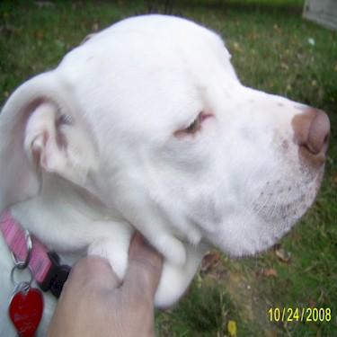 Mabes Puma Pit Bull Front.jpg